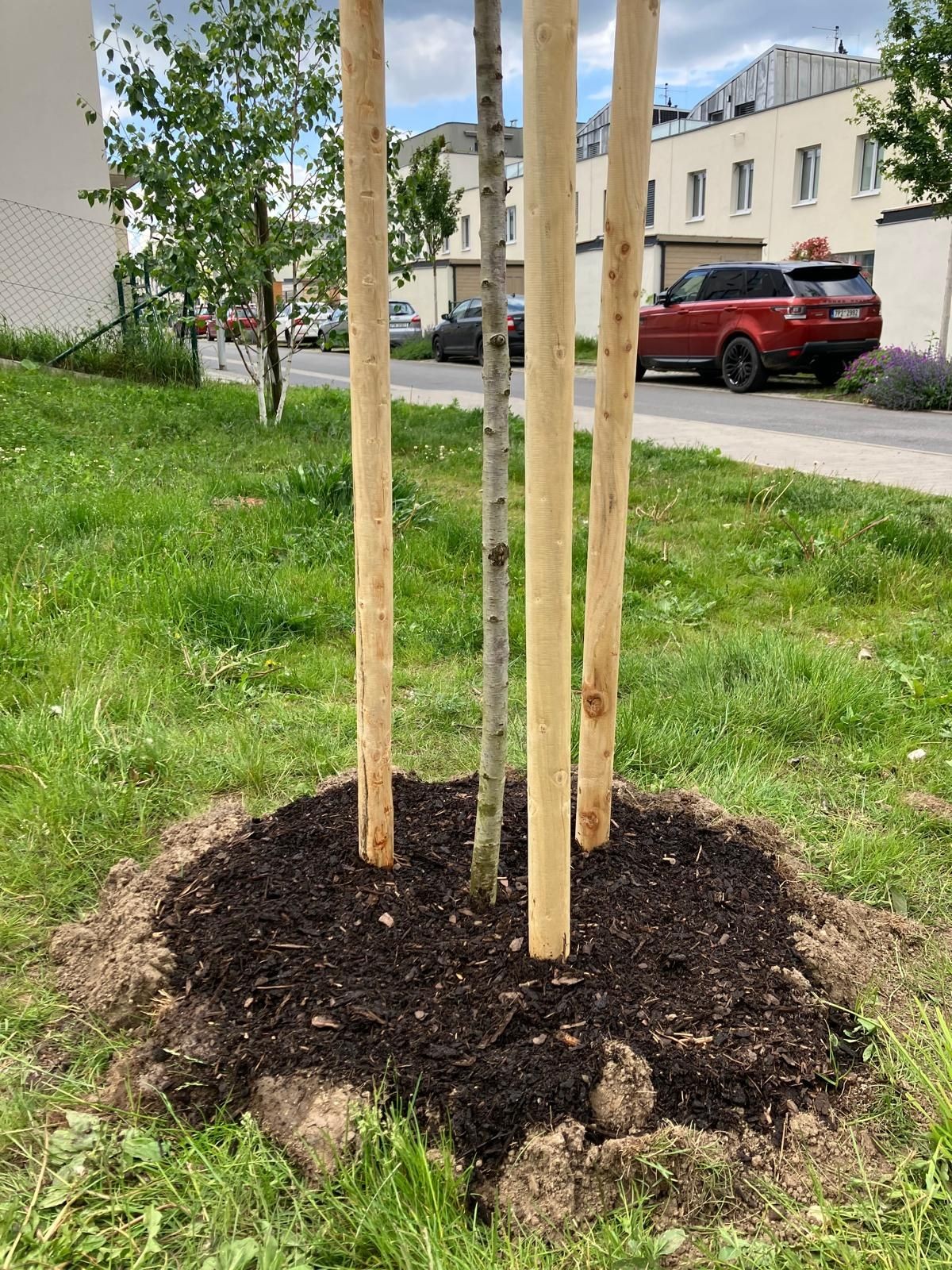 Výsadba dřevin